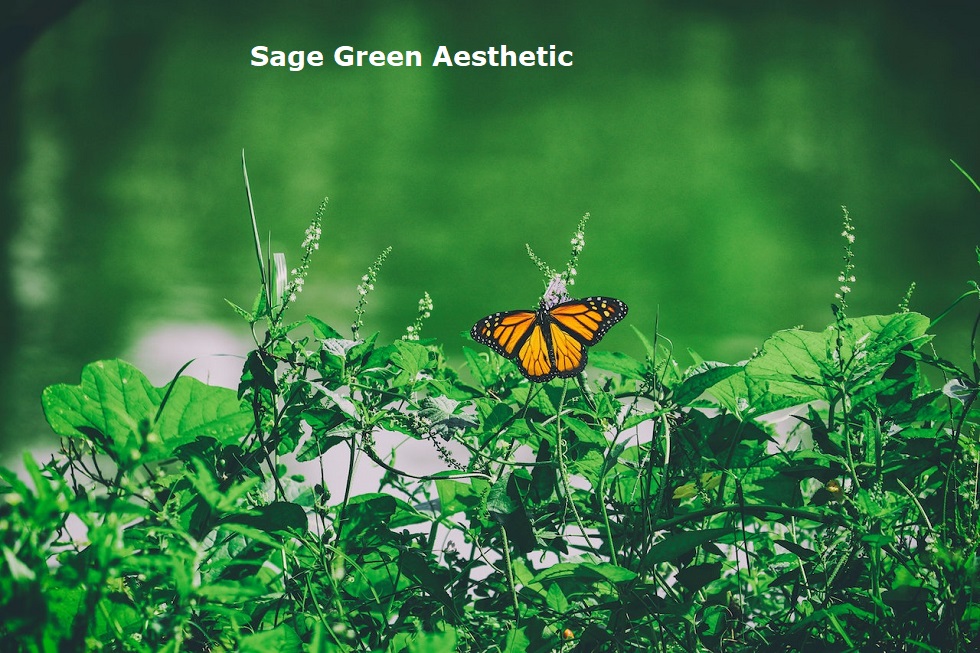 Sage Green Aesthetic